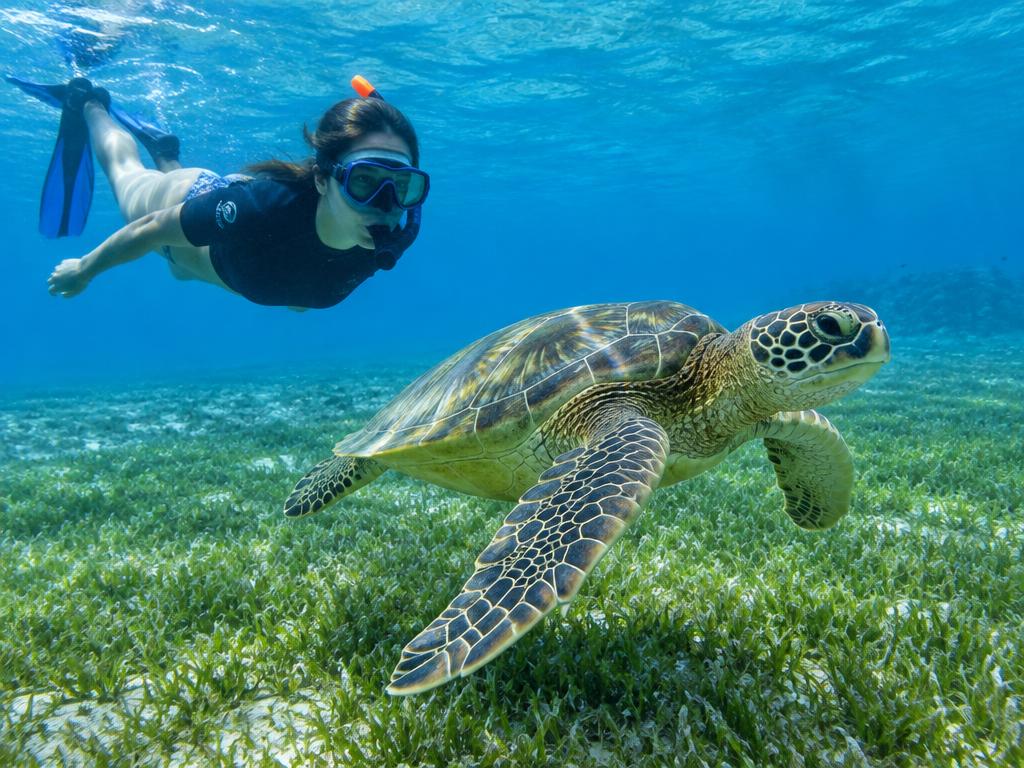 Abu Dabbab – swim with turtles — Photo 35