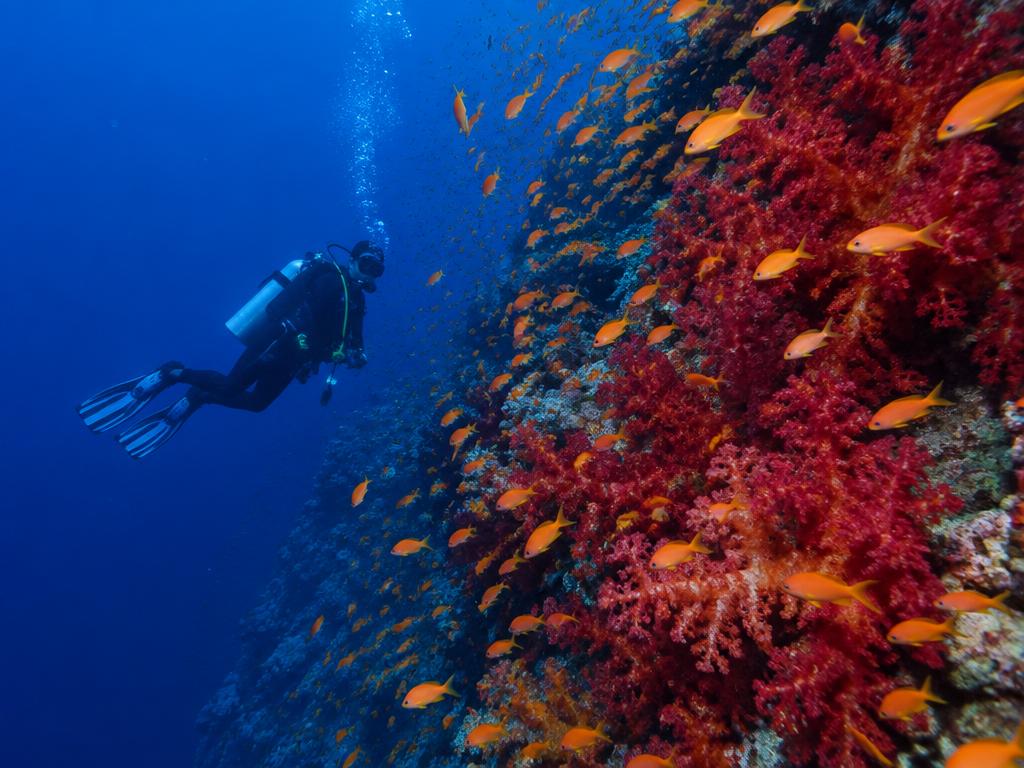 Diving up to 22 m (PADI) — Photo 29