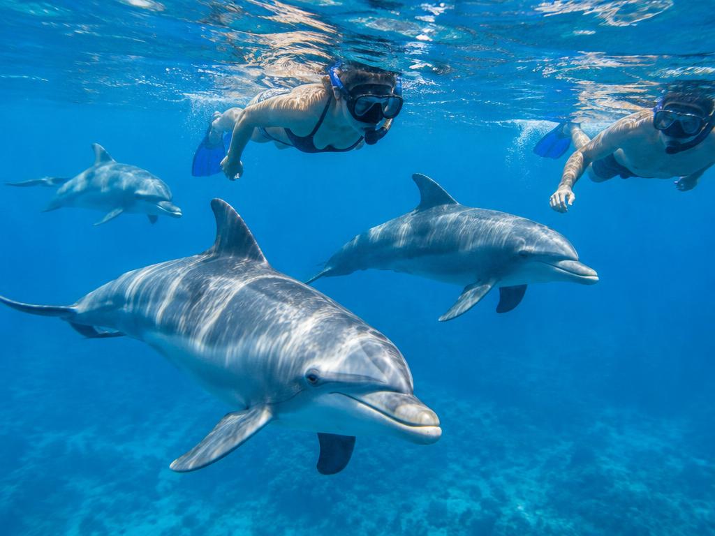 Dolphin House — Photo 11